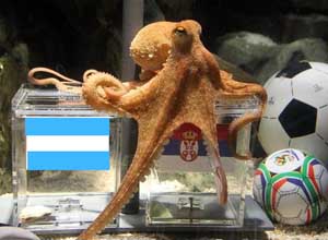 Octopus-predicts-world-cup-2014